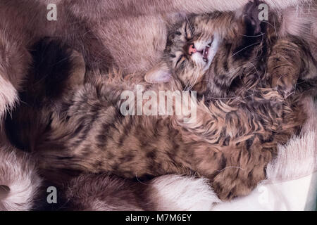 Un munchkin cat allongé sur son dos smiling at the camera Banque D'Images