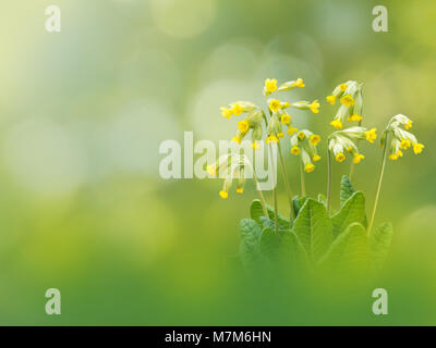 Primula veris ou coucou bleu fleurs jaunes sur le ressort arrière-plan flou Banque D'Images