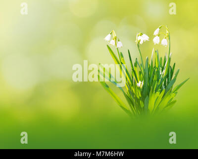 White snowdrop galanthus ou des fleurs sur les printemps jardin contexte trouble Banque D'Images