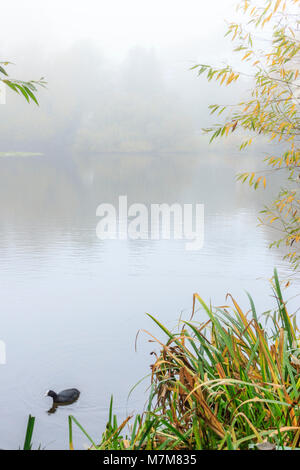 Vue de l'atmosphère dans un étang ou lac brumeux de roseaux et de joncs, une seule piscine de foulques à l'avant-plan Banque D'Images