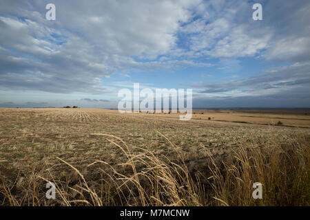 Un champ près de l'île Elmley, Isle of Sheppey, Kent, UK. Banque D'Images