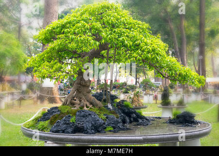 Bonsaï arbre vert dans un pot ou bac plante dans la forme de la tige est en forme de l'art artisans créer de belles dans la nature Banque D'Images