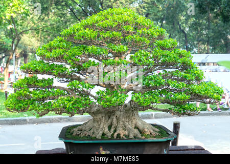 Bonsaï arbre vert dans un pot ou bac plante dans la forme de la tige est en forme de l'art artisans créer de belles dans la nature Banque D'Images