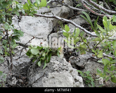 Pika Pika dans les cheminées de près de Mammoth. Banque D'Images