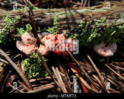 Dent dent Purge purge champignon champignon (Hydnellum peckii) dans les bois près de Norris ; Banque D'Images