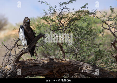 (Polemaetus bellicosus Martial eagle) assis sur la perche, Kgalagadi Transfrontier Park, Northern Cape, Afrique du Sud, l'Afrique Banque D'Images