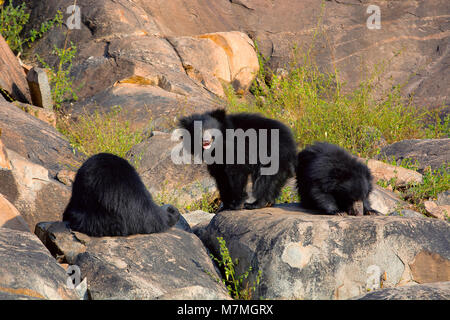 Ours, Melursus ursinus. Daroji Bear Sanctuary, district de Ballari, Karnataka, Inde Banque D'Images