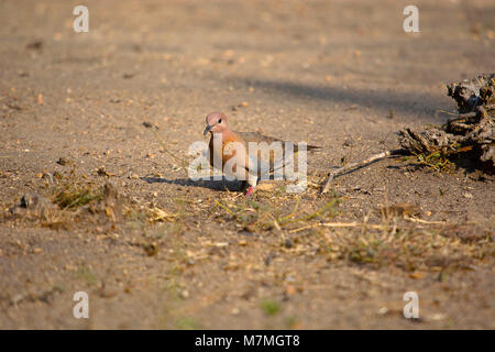 Laughing Dove, Spilopelia senegalensis, Hampi, Karnataka, Inde Banque D'Images