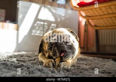 Petit Chien, pug, amuse-gueules sur un os à mâcher Banque D'Images