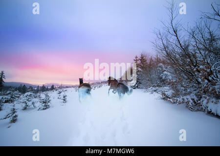 Chevaux sauvages galopant dans la forêt hiver neige Banque D'Images