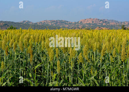 Domaine de la récolte de sorgho ou Jowar Banque D'Images