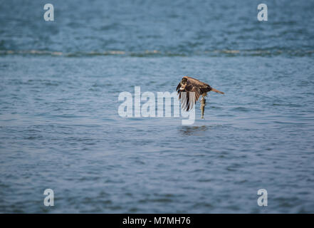 Un Milan noir (Milvus migrans) bird flying loin avec un gros poisson qu'il vient de prendre de la mer Banque D'Images