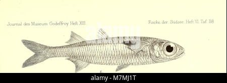 Andrew Garrett's Fische der Südsee (1876) (18007672010) Banque D'Images