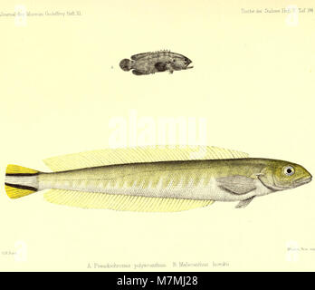 Andrew Garrett's Fische der Südsee (1876) (18168815316) Banque D'Images