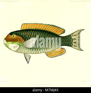 Andrew Garrett's Fische der Südsee (1909) (18195339825) Banque D'Images