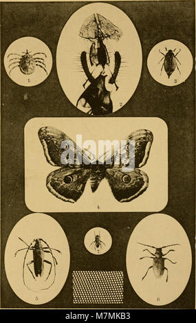 Annales de la Société des sciences naturelles de la Charente-Maritime (1893) (17581832283) Banque D'Images