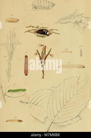 Annales de la Société entomologique belge (1861) (18204807451) Banque D'Images