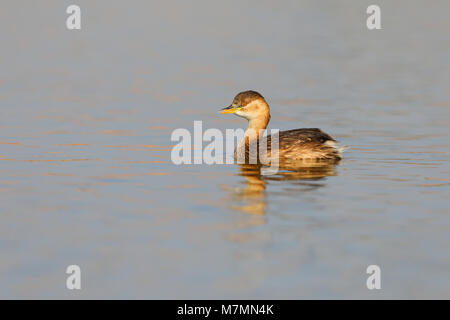 D'un plumage nuptial Grèbe Castagneux (Tachybaptus ruficollis capensis) sur un bassin au Rajasthan, Inde Banque D'Images