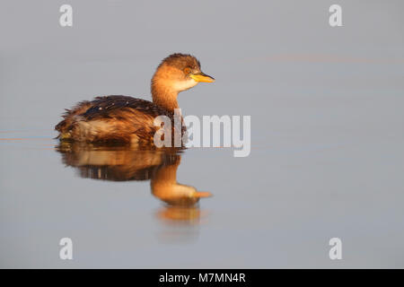 D'un plumage nuptial Grèbe Castagneux (Tachybaptus ruficollis capensis) sur un bassin au Rajasthan, Inde Banque D'Images