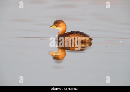 D'un plumage nuptial Grèbe Castagneux (Tachybaptus ruficollis capensis) sur un bassin au Rajasthan, Inde Banque D'Images