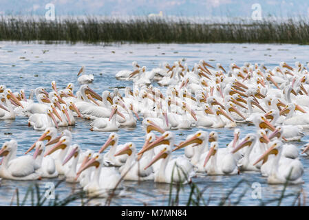 Un troupeau de natation Pélicans blancs (Pelecanus erythrorhynchos) Banque D'Images