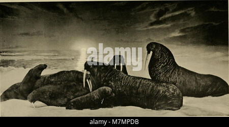 Les rapports du Directeur de 1895 à 1905 résument les activités institutionnelles, les développements de la recherche et la gestion administrative présentés au Conseil d’administration. Banque D'Images