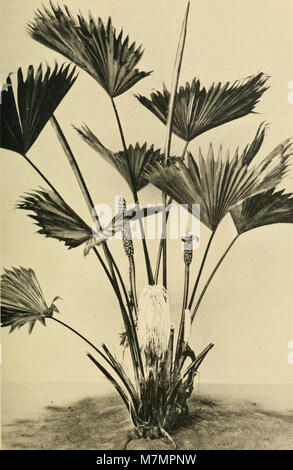 Le présent rapport annuel de 1907–1943 fournit de la documentation sur les activités du directeur, les États financiers et les progrès institutionnels présentés au conseil d’administration. Banque D'Images