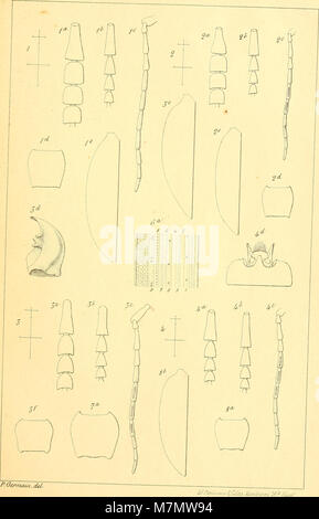 Apuntes sobre los insectos de Chile - estudio de los descripcion j'listroderitos magallánicas j'tierras de Chili de la coleccion del Museo Nacional de la je de don Fernando Paulsen (1894) (19125334993) Banque D'Images