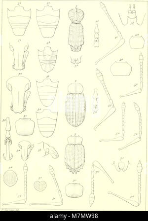 Apuntes sobre los insectos de Chile - estudio de los descripcion j'listroderitos magallánicas j'tierras de Chili de la coleccion del Museo Nacional de la je de don Fernando Paulsen (1894) (19558199790) Banque D'Images