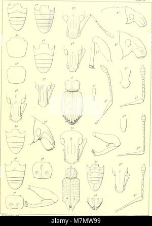 Apuntes sobre los insectos de Chile - estudio de los descripcion j'listroderitos magallánicas j'tierras de Chili de la coleccion del Museo Nacional de la je de don Fernando Paulsen (1894) (19558203870) Banque D'Images