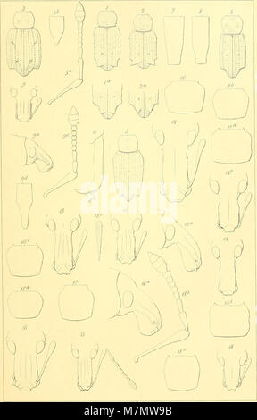 Apuntes sobre los insectos de Chile - estudio de los descripcion j'listroderitos magallánicas j'tierras de Chili de la coleccion del Museo Nacional de la je de don Fernando Paulsen (1894) (19558205318) Banque D'Images