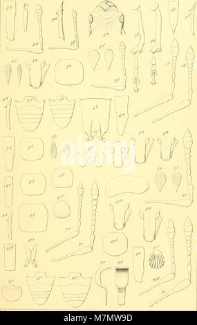 Apuntes sobre los insectos de Chile - estudio de los descripcion j'listroderitos magallánicas j'tierras de Chili de la coleccion del Museo Nacional de la je de don Fernando Paulsen (1894) (19750914721) Banque D'Images