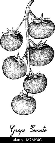 Fruits tropicaux, illustration du croquis à main bouquet de tomates raisins mûrs isolé sur un fond blanc. Illustration de Vecteur