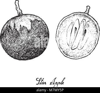 Fruits tropicaux, Illustration part Croquis de Star Apple ou Chrysophyllum Cainito Fruits isolé sur fond blanc. Illustration de Vecteur