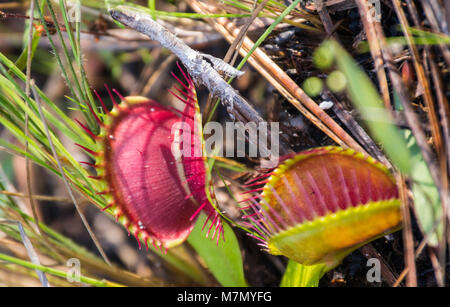 On trouve dans la nature dionée sur le sol de la forêt - prêt à attraper une mouche et autres insectes Banque D'Images