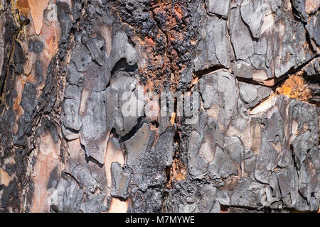 Libre d'écorce carbonisés du tronc d'un arbre Banque D'Images