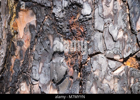 Libre d'écorce carbonisés du tronc d'un arbre Banque D'Images