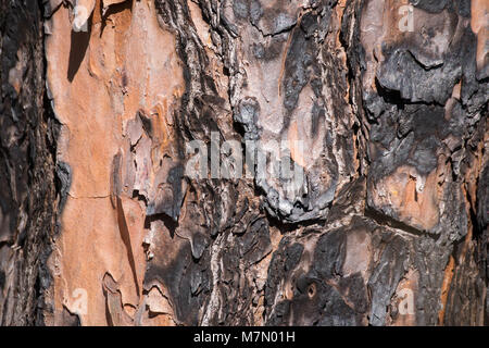 Libre d'écorce carbonisés du tronc d'un arbre Banque D'Images
