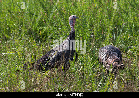 Wild Turkey Meleagris gallopavo nourrir dans les prairies au bord du lac de Jacomo Jackson County Kansas USA Banque D'Images