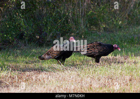 Urubu Cathartes aura se nourrissant de charogne Flint Hills National Wildlife Refuge Kansas USA Banque D'Images