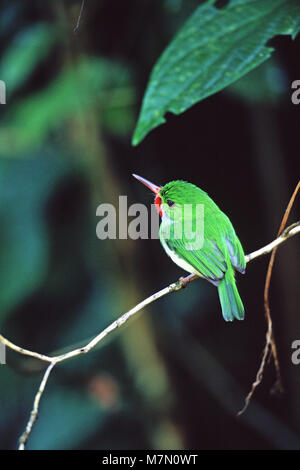 Jamaican tody Todus todus perché sur twig près de Mockingbird Hill Hotel Jamaïque Février 2003 Banque D'Images