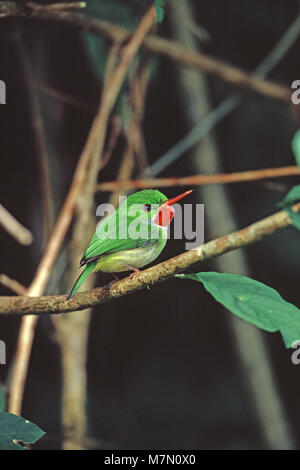 Jamaican tody Todus todus perché sur twig près de Mockingbird Hill Hotel Jamaïque Février 2003 Banque D'Images