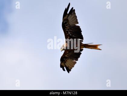 Le cerf-volant noir (Milvus migrans) chasse aux proies, volant contre le ciel nuageux. Gros plan et vue détaillée. Prise en Corse. Banque D'Images