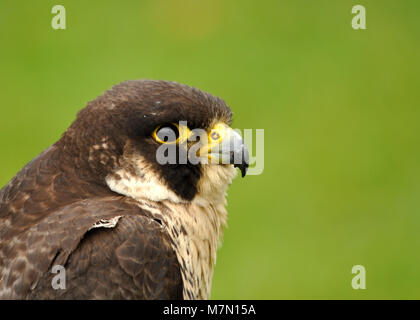 Faucon pèlerin (Falco peregrinus) gros plan détaillé sur la vue de la tête. Banque D'Images