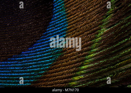 Une macro détaillées close up of a Peacock feather montrant les différents volets de la plume. Banque D'Images