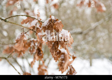 Couvert de feuilles en un peu de neige Banque D'Images