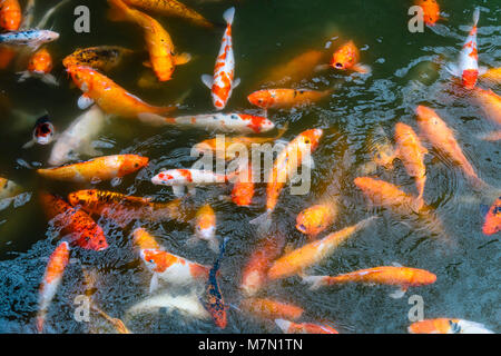 Les grandes carpes koï nager près de la surface d'un étang. Banque D'Images