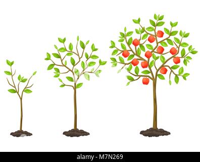 Cycle de croissance des semis d'arbres à fruits. Illustration pour brochures, flyers jardin agricole Illustration de Vecteur