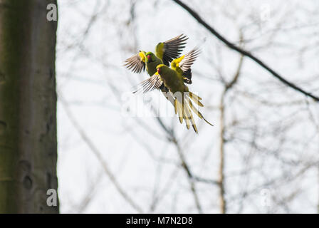 Paire de perruches héron dans le parc de Bruxelles, s'est échappé des oiseaux tropicaux ont colonisé de nombreuses villes en Europe Banque D'Images