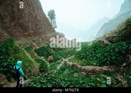 Male hiker marche à travers un merveilleux paysage brumeux. D'énormes rochers entourent un ravin fertile pleine de lotus plantes. Santo Antao Cape Verde Banque D'Images